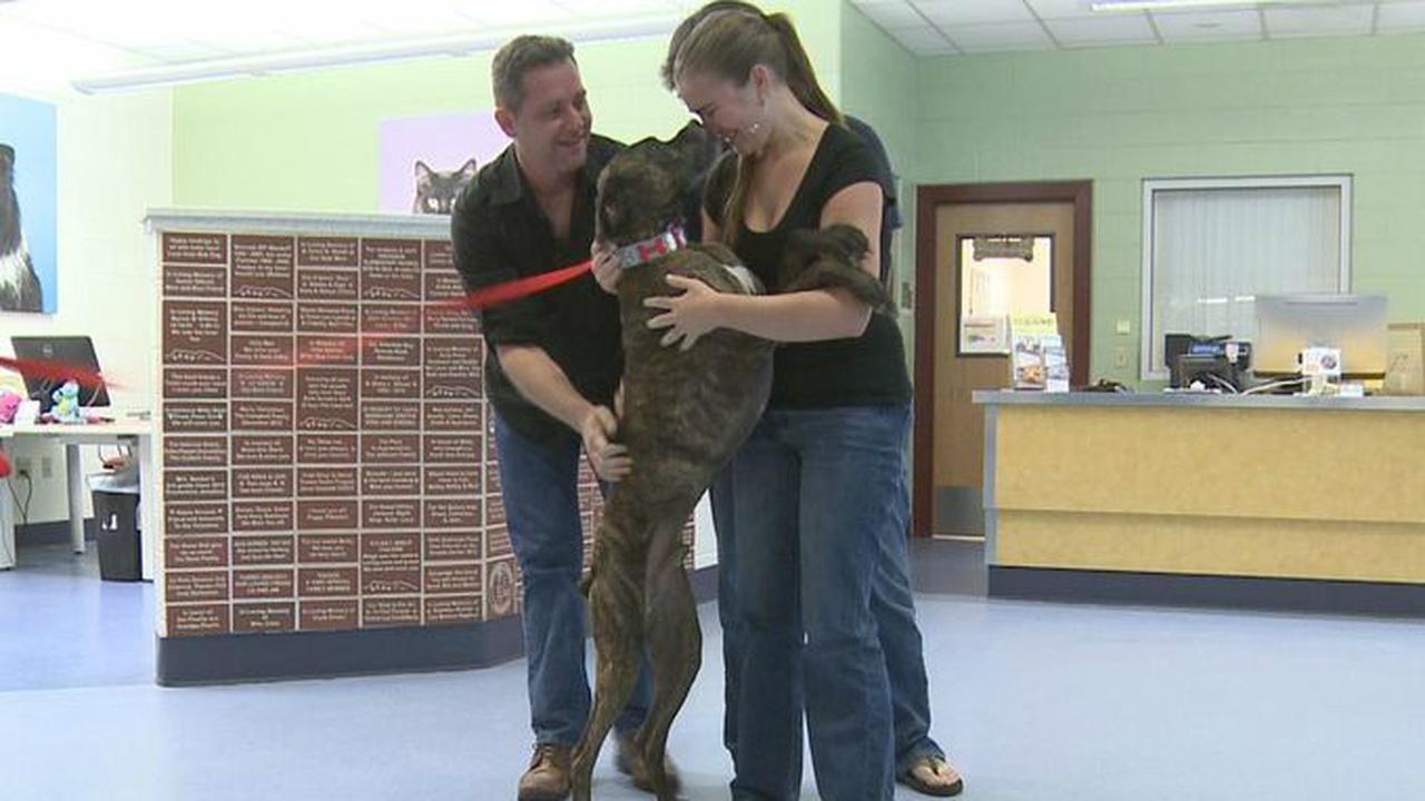 Kisah Haru Pertemuan Anjing dan Pemilik Setelah 9 Tahun