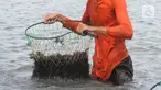 Petani memanen rumput laut di sebuah tambak di Kampung Sembilangan, Desa Samudra Jaya, Kecamatan Taruma Jaya, Kabupaten Bekasi, Jawa Barat, Sabtu (27/4/2024). (merdeka.com/Imam Buhori)