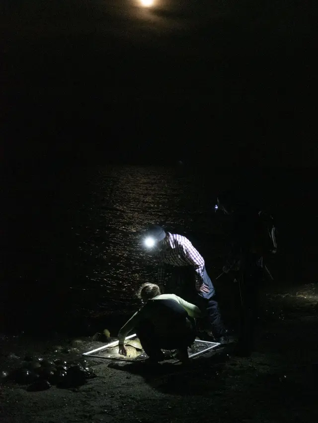 (Dari kiri) Kristi Lieske, Wyatt Mosiman dan Matthew Oswald melakukan survei pemijahan kepiting tapal kuda di pantai di Kawasan Margasatwa Ted Harvey dekat Dover, Delaware Bastien (INZAURRALDE/AFP)