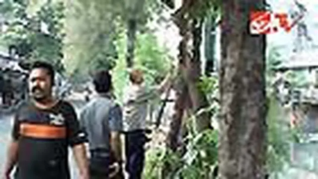 Hama Ulat Bulu di Jakarta Berbeda
