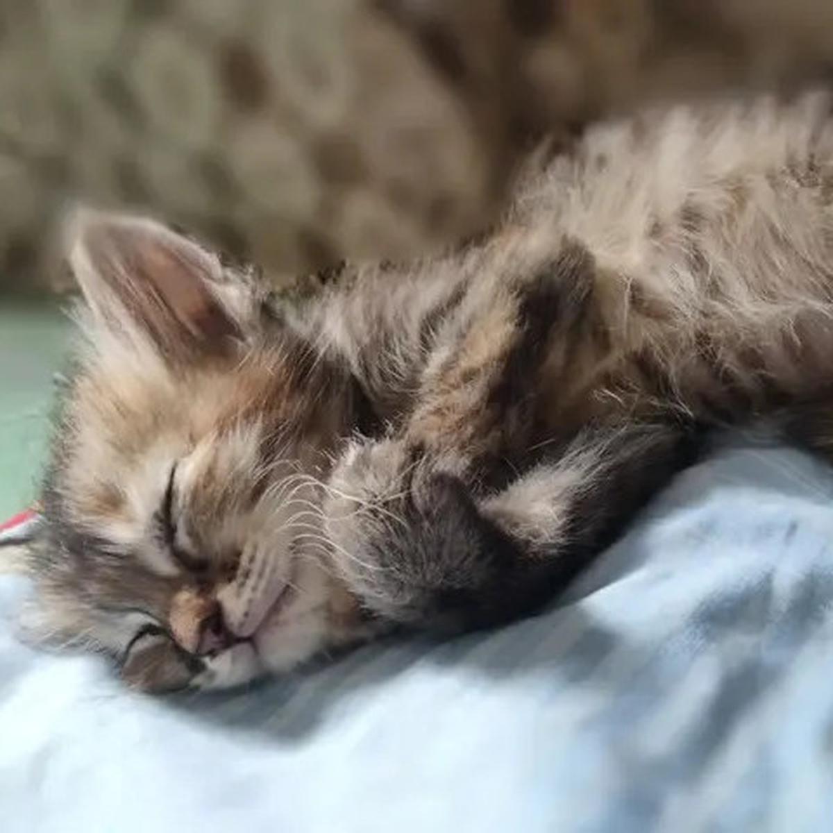 Panduan Memberi Makan Anak Kucing Sesuai Usia, Nutrisi Tepat untuk Si Anabul Kecil