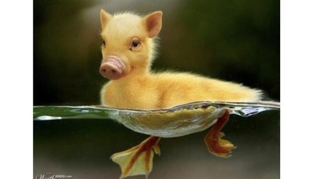 7 Foto Editan Hewan Ini Nyeleneh Banget, Bikin Bingung