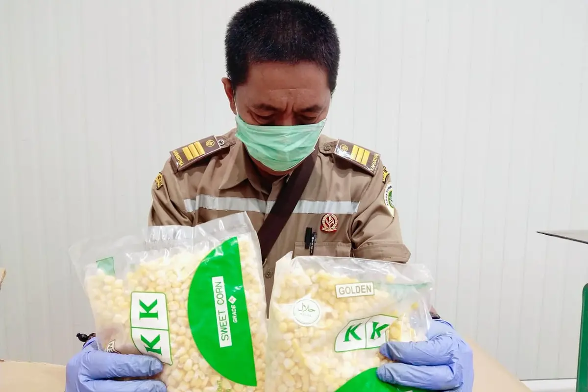 Komoditas Tagung manis asal Sumut
