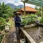Cara membuat kolam lele yang bisa menghasilkan sayuran juga. [AI Generated]