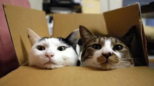 Tips merawat kucing