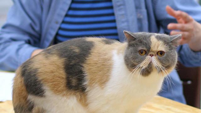 Kucing Exotic Shorthair