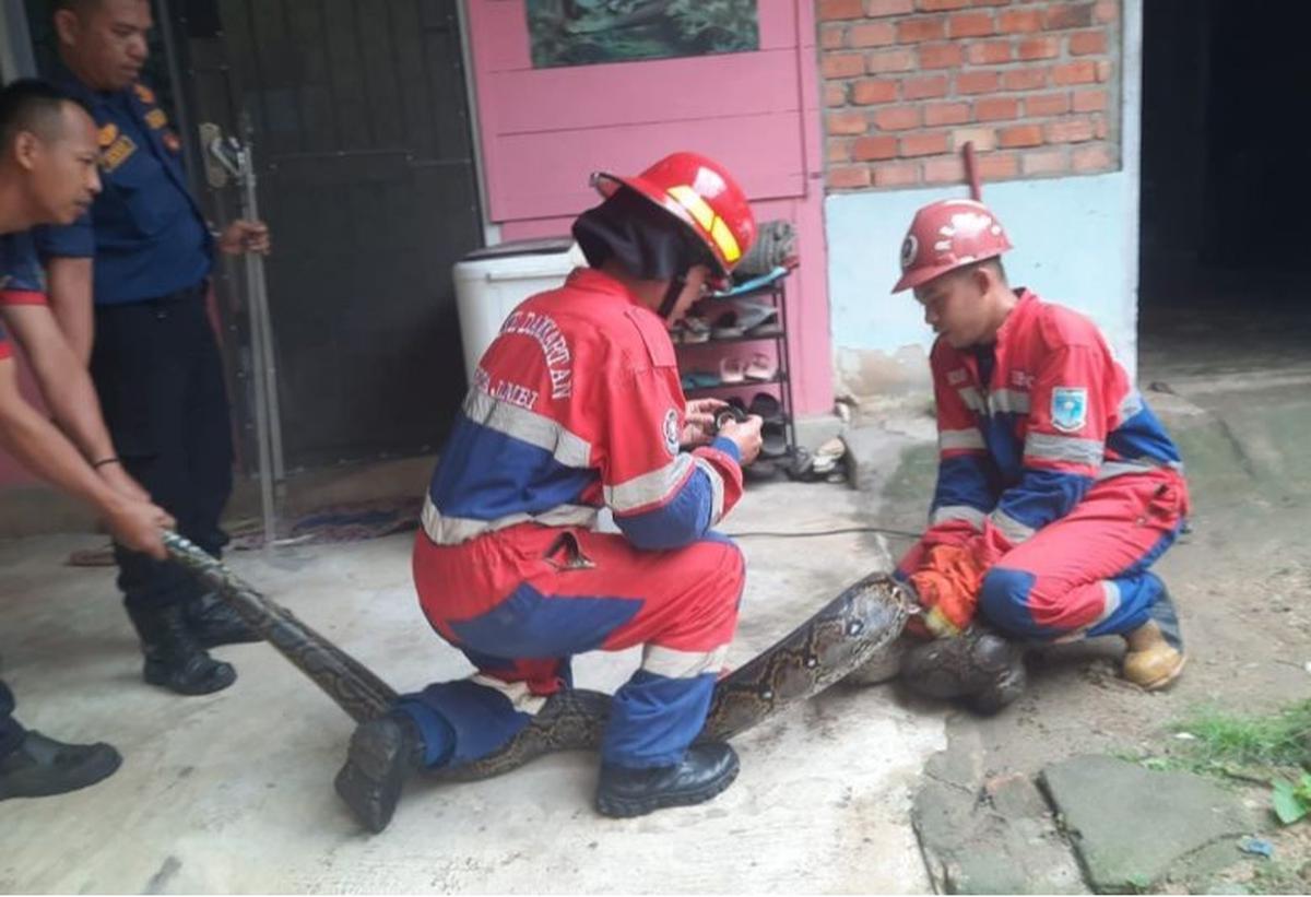 Ular Sanca 6 Meter Dievakuasi Damkar Kota Jambi dari Rumah Warga
