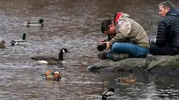 Fotografer mengambil gambar bebek mandarin yang muncul di sebuah kolam di Central Park, New York, Selasa (27/11). Penampilannya yang cantik dan kemunculannya yang secara tiba-tiba menjadikan bebek tersebut populer beberapa pekan lalu. (Don EMMERT / AFP)