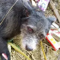 Tanpa pikir panjang, warga menuduh anjing-anjing ini bagian dari pesugihan 'ngepet'. Bagaimana kisahnya? Simak di sini.