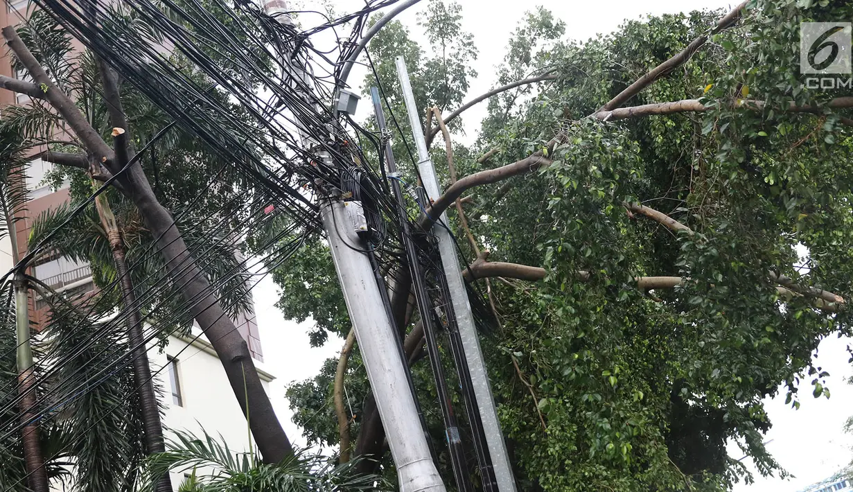 Pohon tumbang terlihat di kawasan Cikini, Jakarta, Kamis (22/11). Hujan deras disertai angin kencang  melanda Ibukota pada Kamis (22/11) sore menyebabkan sejumlah pohon tumbang dan mengganggu arus lalu lintas. (Liputan6.com/Immanuel Antonius)
