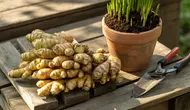 Cara Menanam Kencur di Pot dan Pekarangan, dari Bibit hingga Panen Melimpah