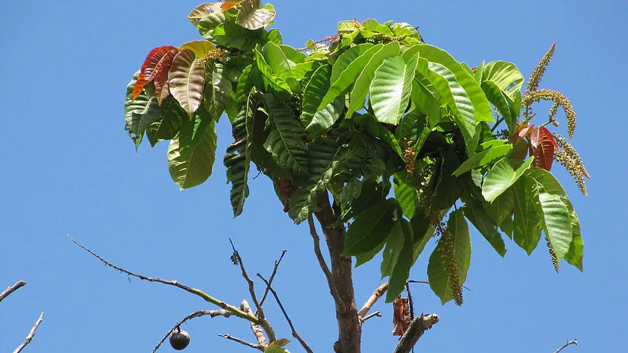 Pohon buah matoa (Wikimedia Commons)