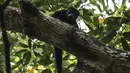 Bagi orang-orang di negara bagian Tabasco, monyet howler adalah spesies yang disayangi dan menjadi lambang; masyarakat setempat mengatakan monyet-monyet ini memberi tahu mereka waktu dengan melolong pada saat fajar dan senja. (Yuri CORTEZ / AFP)