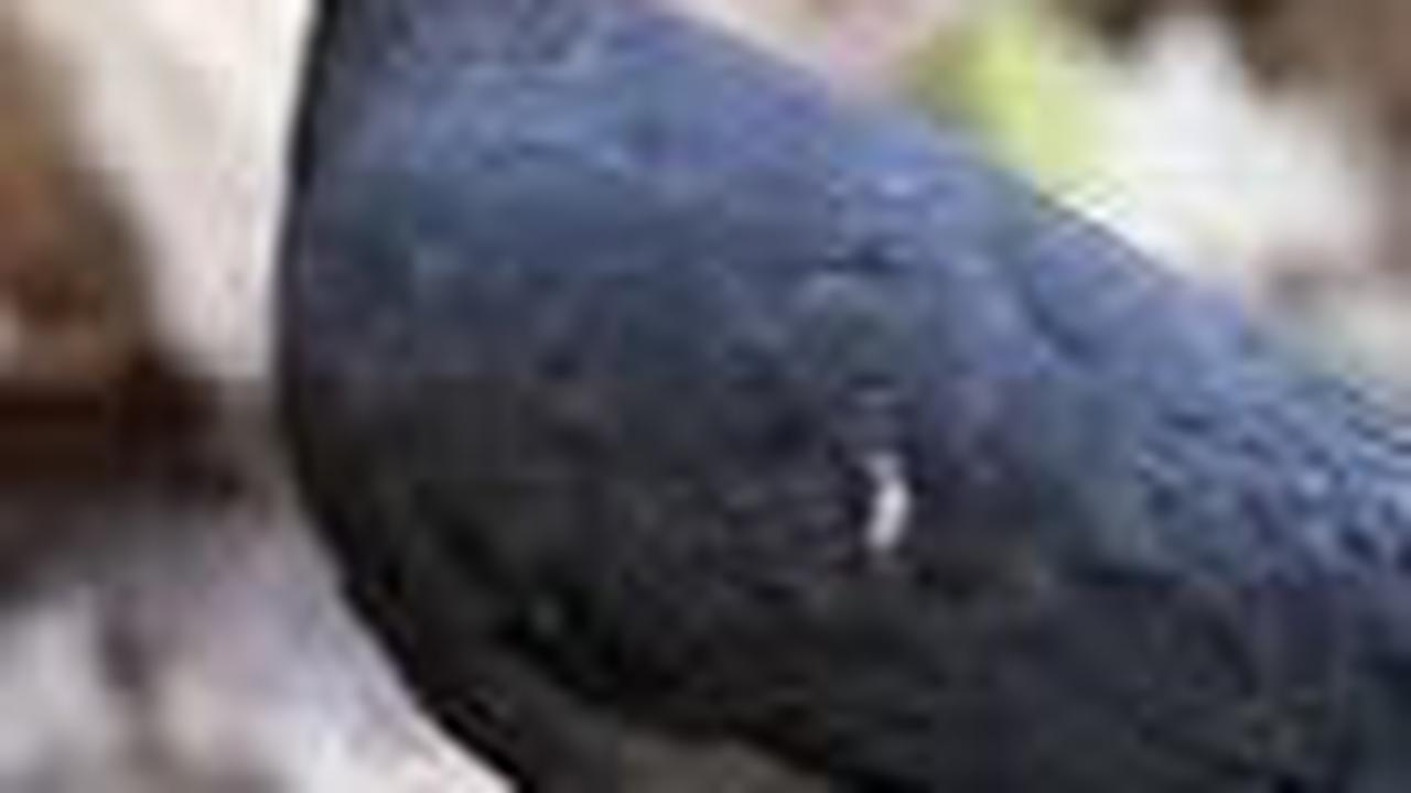 5. Burung Tinam Hitam<br>