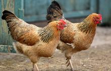Berkah Lebaran, jasa potong ayam raup Rp 500.000 per hari