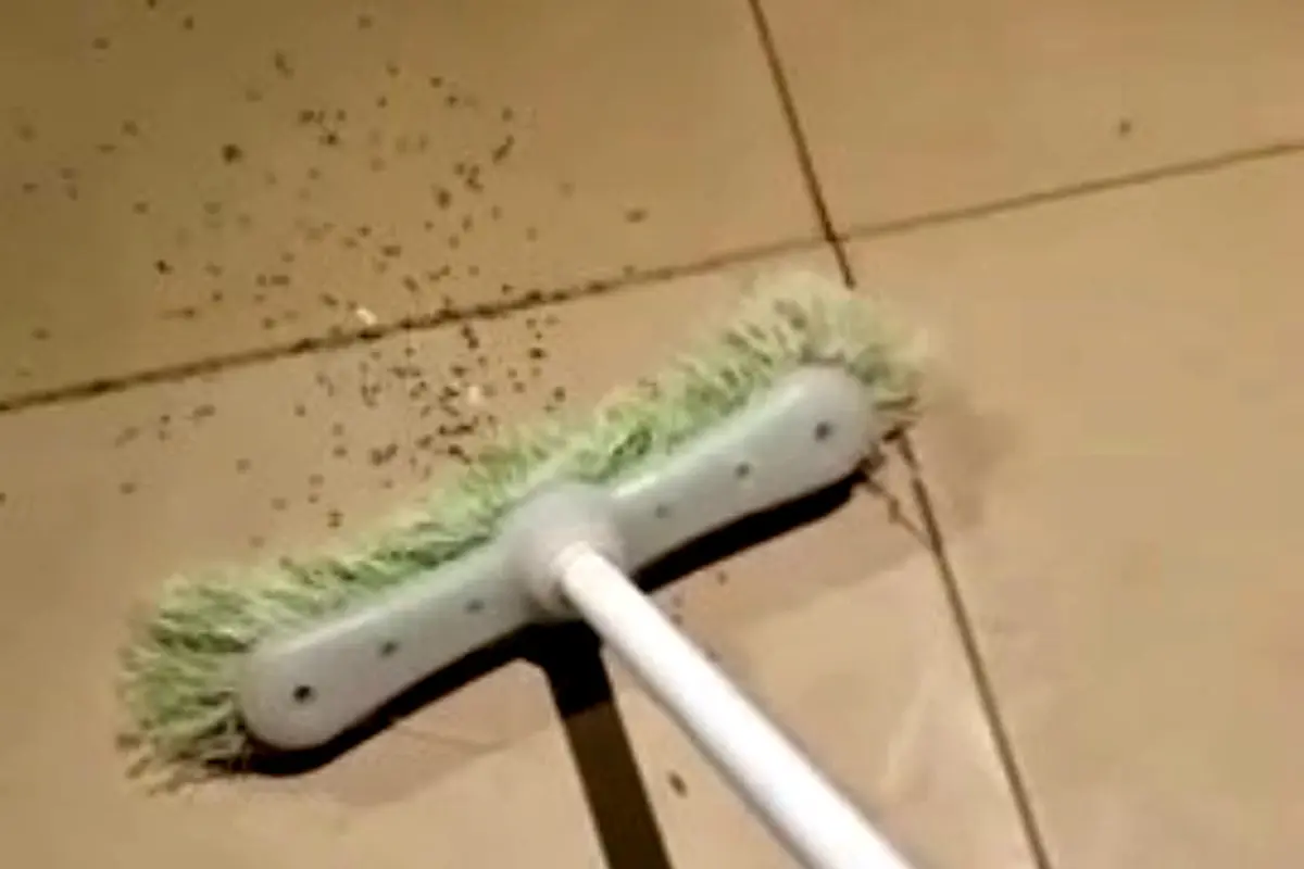 Wow, Laba-laba Ini ‘Meledak’ Menjadi Kerumunan Laba-laba Kecil 