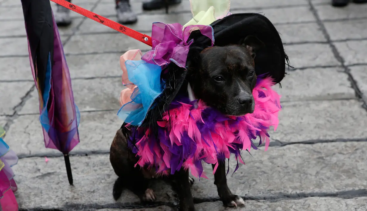 Seekor anjing duduk sebelum bergabung dalam parade Hari Orang Mati di Mexico City, Meksiko, Sabtu (26/10/2019. Para peserta dalam parade ini mengenakan kostum dan melukis wajah mirip dengan tokoh tengkorak Meksiko yang ikonik, Catrina. (AP Photo/Ginnette Riquelme)