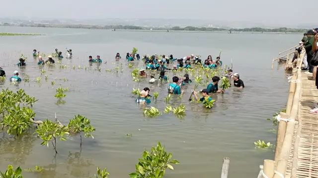 Mangrove