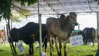 3.388 Paket Daging Kurban Disebar di Berbagai Wilayah Indonesia