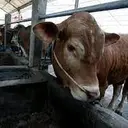 Pakar IPB: Daging Hewan Antraks Tidak Boleh Dikonsumsi
