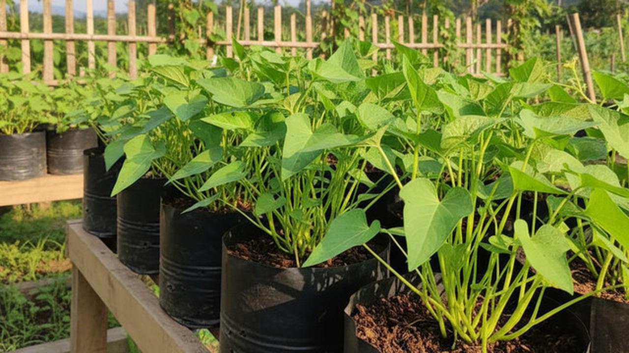 Cocok Bagi Pemula, Ternyata Begini Cara Menanam Kangkung di Polybag Panen Dalam Tiga Minggu