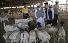Jemaah Haji Boleh Bayar Dam dengan Kambing hingga Unta, Begini Syaratnya
