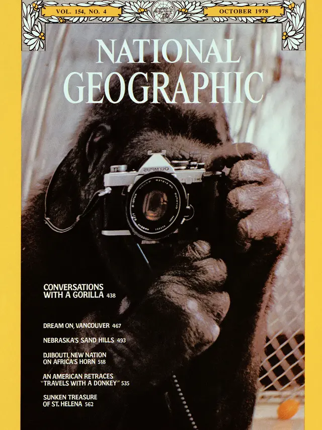 [Bintang] Meninggal di Usia 46 Tahun, Ini Kisah Kejeniusan Gorila Koko