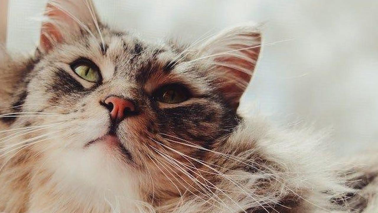 Ilustrasi Kucing Moggy