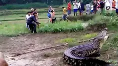 Seekor buaya naik ke permukaan seiring dengan naiknya arus sungai di Kebumen. Warga yang ada disekitar, mendadak panik.