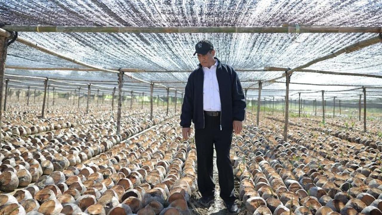 Pemerintah Siapkan 280 Juta Bibit Kakao dan Kelapa, Perkuat Pengembangan Perkebunan Nasional