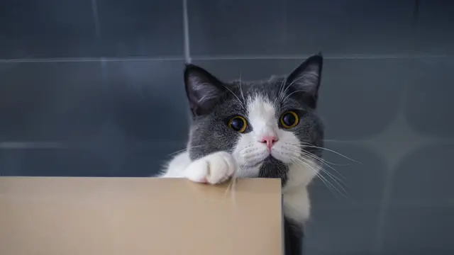 Ilustrasi kucing di kertas atau kotak kardus.