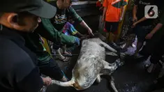 Warga bersiap memotong hewan kurban di kawasan Kramat Pulo Gang 18 RT 1 RW 8, Jakarta, Minggu (10/7/2022). Panitia Majelis Taklim Al Iman memotong tiga sapi untuk kemudian dibagikan kepada fakir miskin sebagai bentuk rasa syukur atas rizki dari Allah pada perayaan Hari Raya Idul Adha 1443 H. (Liputan6.com/Faizal Fanani)