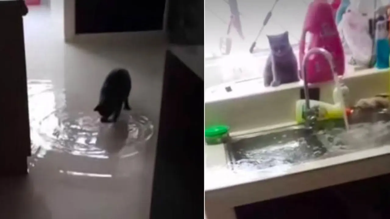 Iseng Nyalakan Keran Wastafel, Aksi Kucing Ini Bikin Rumah Pemiliknya Banjir