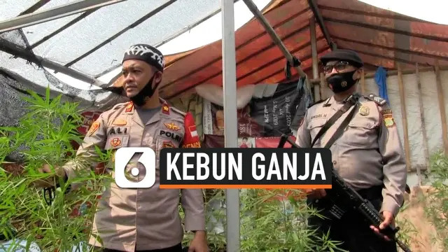 thumbnail kebun ganja rumahan