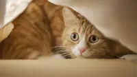 7 Cara Usir Kucing agar Tidak Pipis Sembarangan, Ampuh dan Aman Tanpa Menyakiti