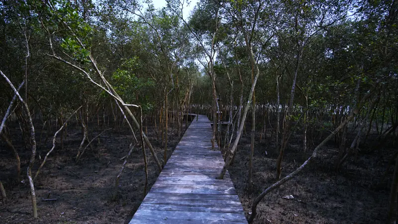 Mangrove