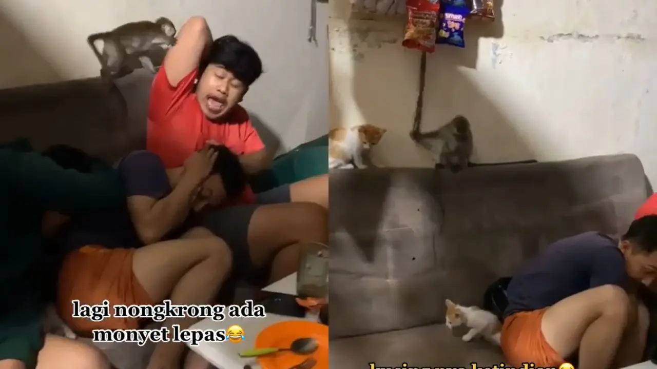 Atraksi seekor primata yang menggangu kumpulan remaja saat tengah asyik menongkrong di warung.