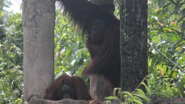 Sekolah Orangutan di Samboja