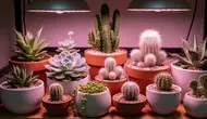 Tanaman Pembawa Sial Menurut Feng Shui, Benarkah Bisa Membawa Energi Negatif ke Rumah?