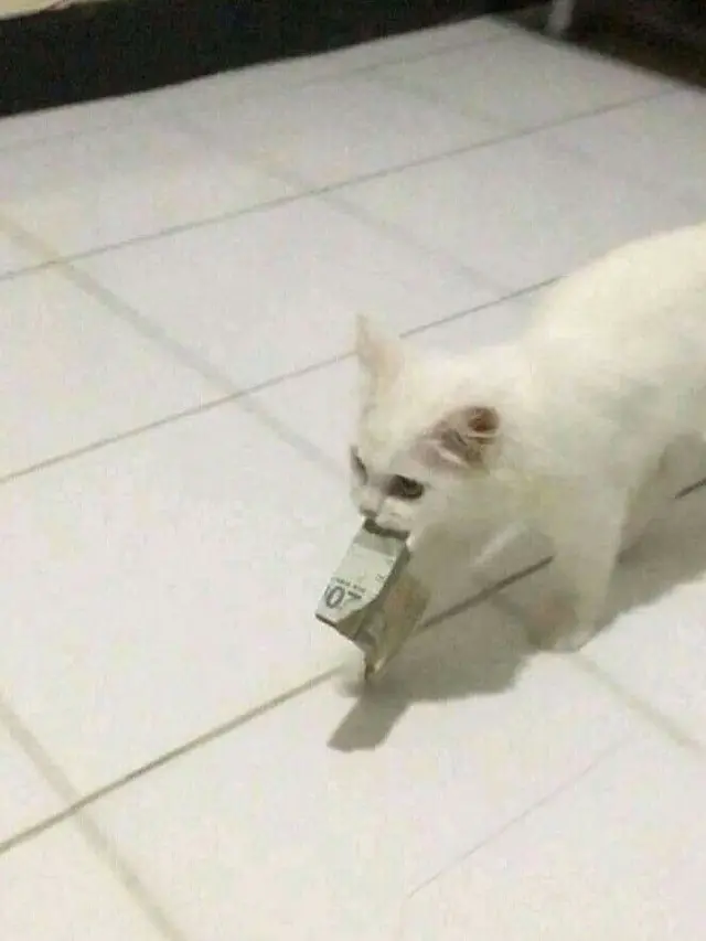 6 Tingkah Kucing Bawa Duit Majikan Ini Bikin Tepuk Jidat, Usil Banget