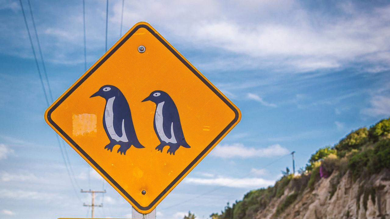 Ilustrasi penguin (iStock Photo)