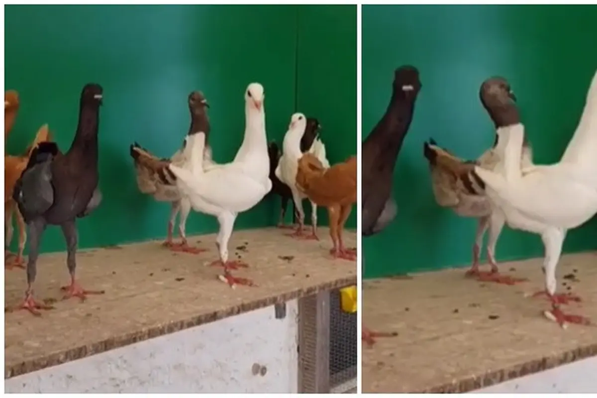 Viral Video Merpati Punya Kaki Mirip Ayam, Curi Perhatian Netizen