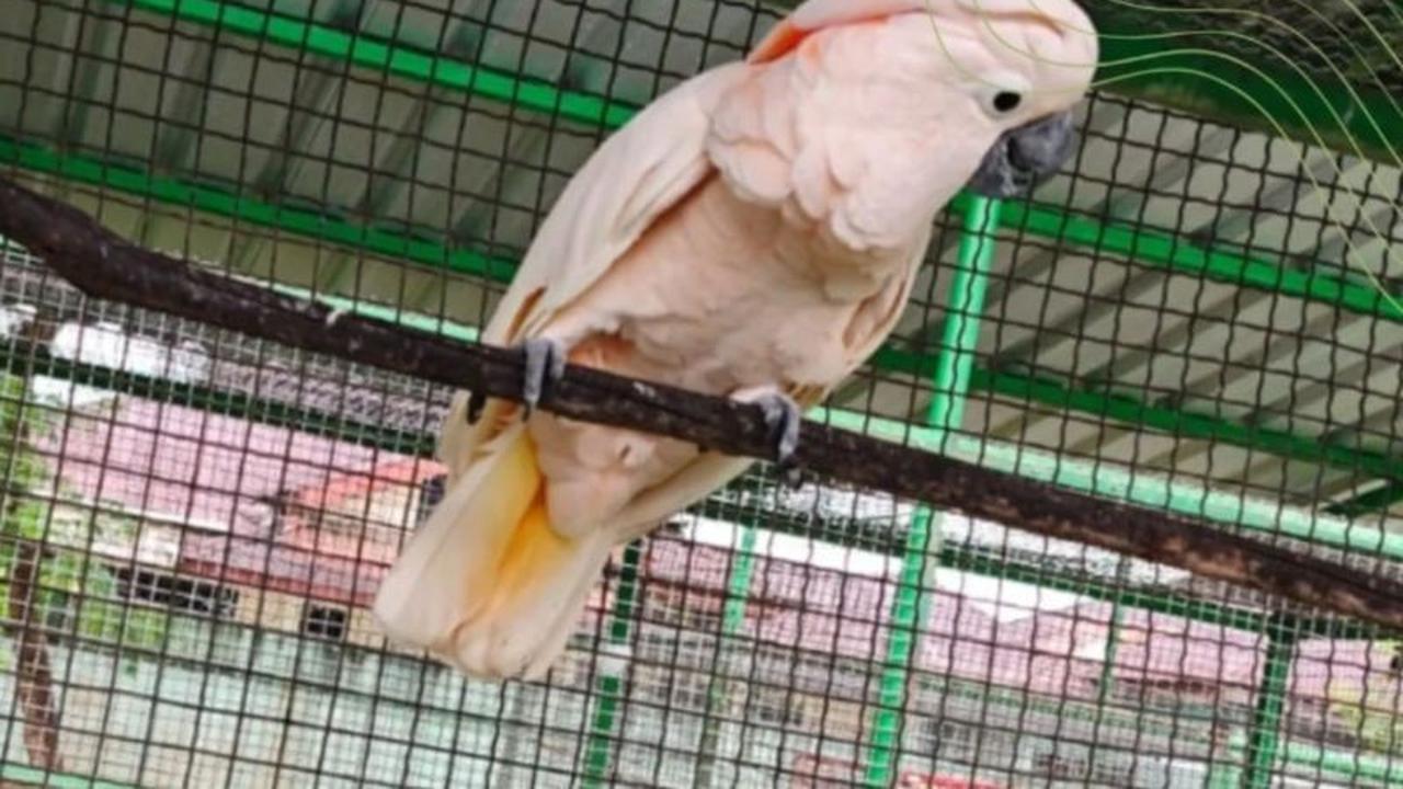 BKSDA Maluku Terima Kakaktua Maluku Hasil Translokasi, Perkuat Konservasi Satwa Endemik