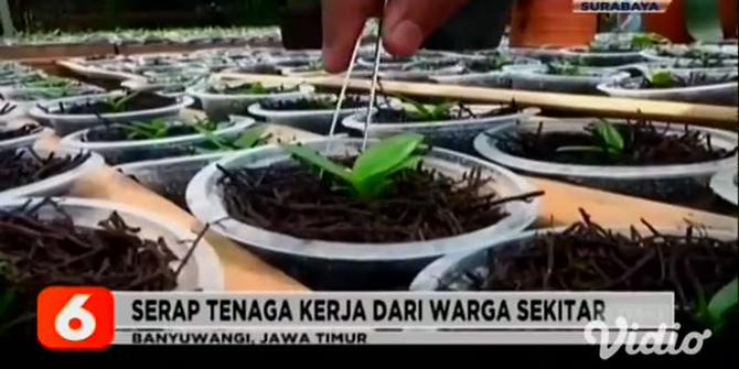 VIDEO: Bangkit dari Pandemi COVID-19 Melalui Usaha Budi Daya Anggrek