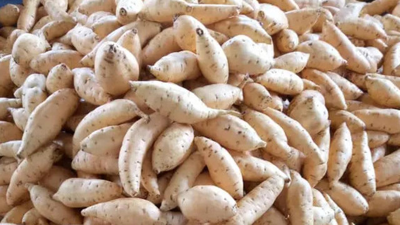Tips Mengolah Ubi Cilembu untuk Kendalikan Gula Darah hingga Bantu Turunkan Berat Badan