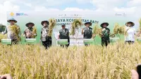 Penggunaan Petroganik secara konsisten terbukti efektif meningkatkan hasil panen sekaligus menjaga kesuburan tanah demi pertanian berkelanjutan.