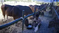 Seorang wanita memberi minum sapi di penampungan di Kabupaten Karang Asem, Bali, Kamis (28/9). UPT Balai Benih juga membantu warga yang ingin menjual ternaknya dengan harga yang stabil dibawah ancaman erupsi Gunung Agung. (Liputan6.com/Gempur M Surya)