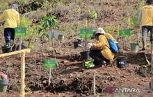 Dishut Kalsel Lanjutkan RHL RBC 4: Fokus Arboretum Mangrove dan Pemulihan Lahan Mineral