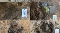 Jejak Kaki Dinosaurus Pemakan Daging Berusia 120 Juta Tahun Ditemukan di Thailand