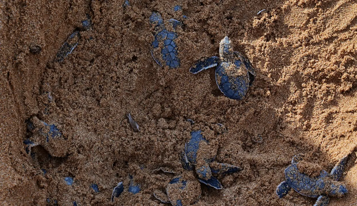 Sejumlah tukik penyu hijau merayap keluar dari sarang mereka menuju arah laut di sebuah pantai Pulau Manda, Kenya, 18 Juni 2019. (TONY KARUMBA/AFP)